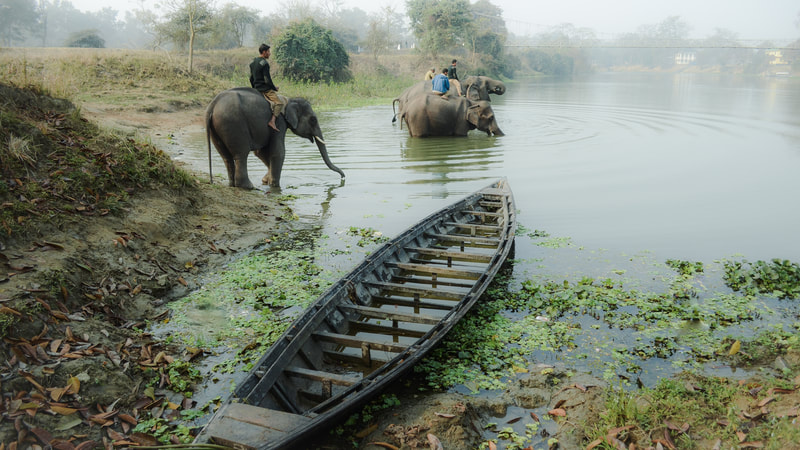 Indische Olifanten nemen een bad