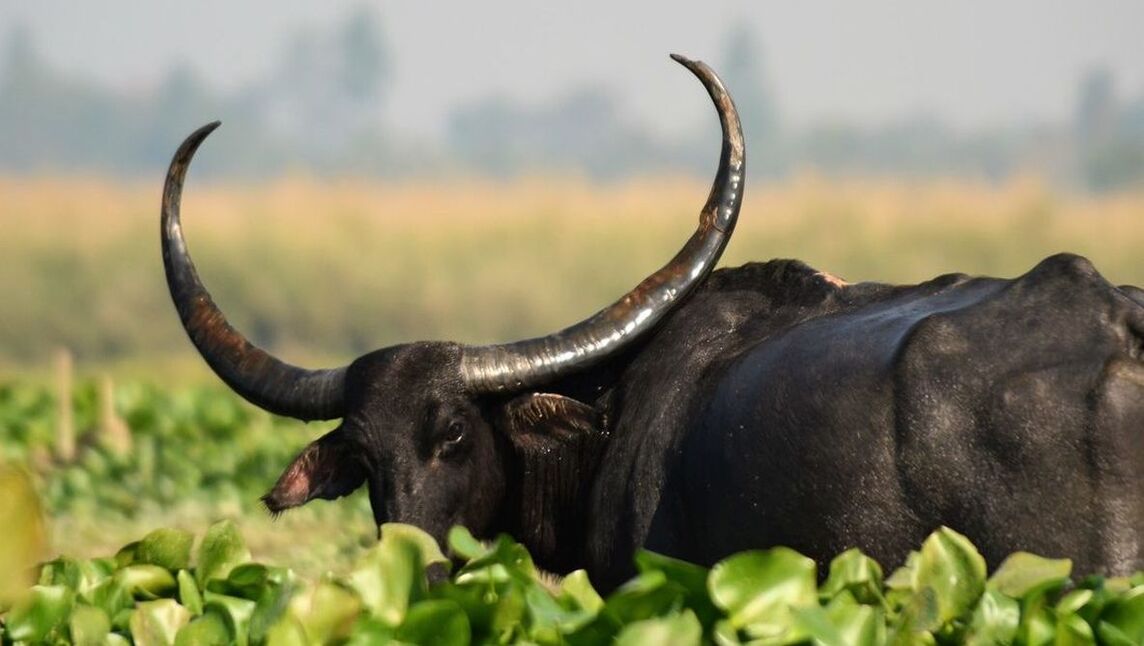 Wilde buffel safari in India